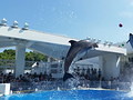 イルカのキャッチボール・九十九島水族館「海きらら」